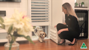 Small dog using a doggy door integrated into white plantation shutters in a Brisbane home.